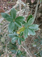 Berberis ilicifolia