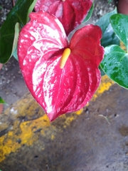 Anthurium andraeanum