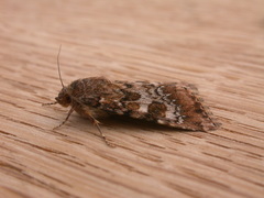 Heliothis punctifera