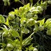 Stinking Hellebore - Photo (c) Ferran Turmo Gort, some rights reserved (CC BY-NC-SA)