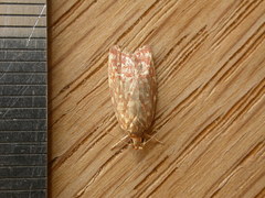 Syringoseca rhodoxantha