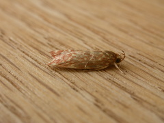 Syringoseca rhodoxantha