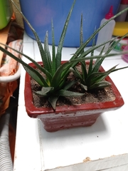 Aloe vera
