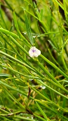 Psoralea glaucina