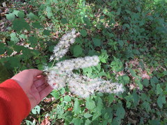 Actaea podocarpa
