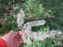 Actaea podocarpa