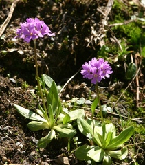 Primula algida