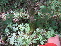 Actaea podocarpa