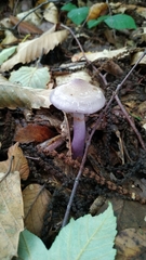 Cortinarius salor
