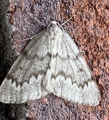 Nepytia pellucidaria