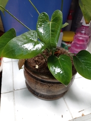 Anthurium andraeanum