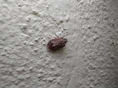 Neoleprosoma argentinensis