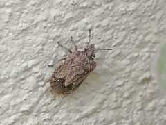 Neoleprosoma argentinensis