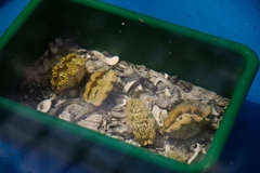 Tridacna derasa