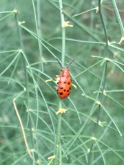 Crioceris duodecimpunctata