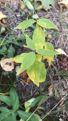 Lysimachia quadrifolia
