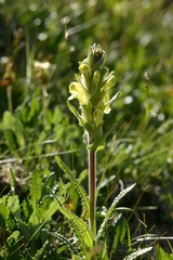 Pedicularis tristis