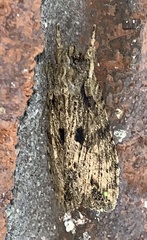 Lithophane patefacta