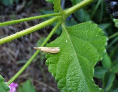 Ematheudes punctella