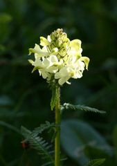 Pedicularis compacta