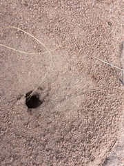 Myrmecocystus