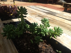 Sedum pachyphyllum