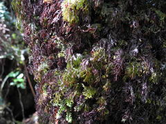 Hymenophyllum lanceolatum