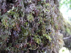 Hymenophyllum lanceolatum