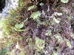 Hymenophyllum lanceolatum