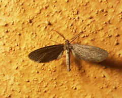 Glaucina erroraria