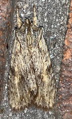 Lithophane petulca