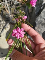 Boronia serrulata