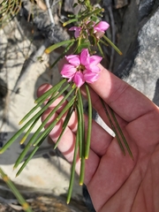 Boronia serrulata