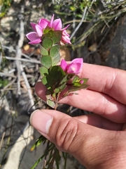 Boronia serrulata
