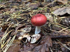 Russula paludosa