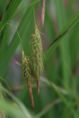 Carex paleacea