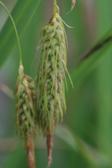 Carex paleacea