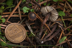 Macrocystidia cucumis latifolia