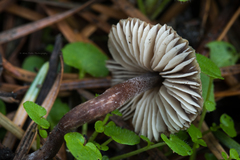 Macrocystidia cucumis latifolia