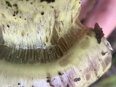 Cortinarius atkinsonianus