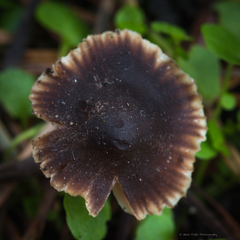 Macrocystidia cucumis latifolia