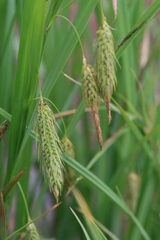 Carex paleacea