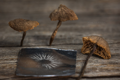 Macrocystidia cucumis latifolia