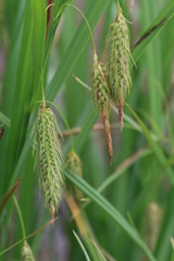 Carex paleacea