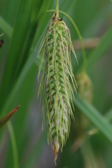 Carex paleacea