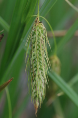 Carex paleacea