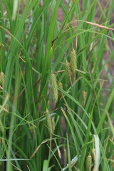 Carex paleacea