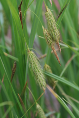 Carex paleacea
