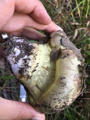 Cortinarius atkinsonianus