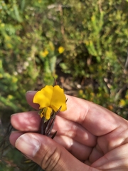 Gompholobium grandiflorum